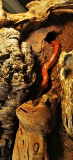 Terrarium inkl. 2 Kornattern mit Innenausstattung