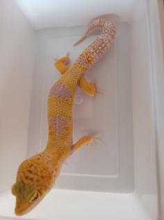 Leopardgecko 1. 0 WY Tangerine Mack Snow Tremper Albino
