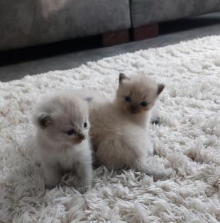 Reinrassige BKH kitten