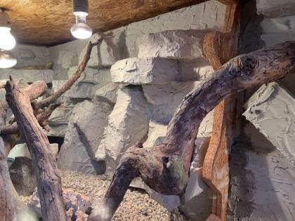 Bartagamen mit Terrarium