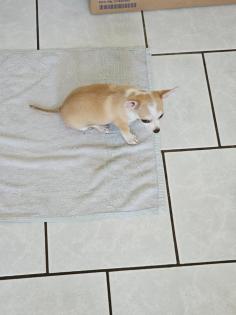 Chihuahuas reinrassig
