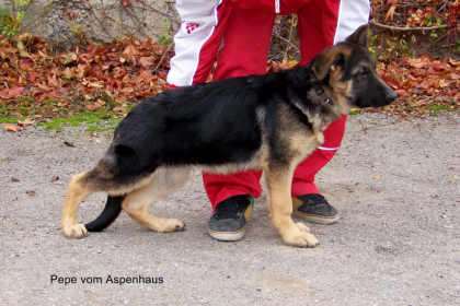 Junger Schäferhundrüde sucht ein neues Zuhause