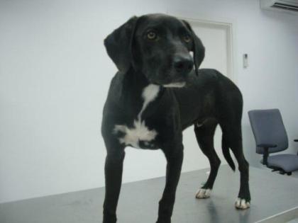 Suche liebevolle Pflege-/Endstelle für einen Labrador-Mix-Rüden