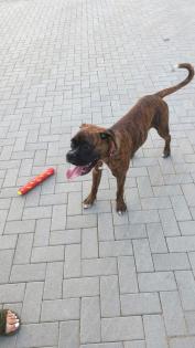 Monty Lieber Hund