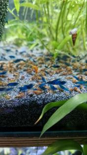 Blue dream garnelen und Turmdeckelschnecken
