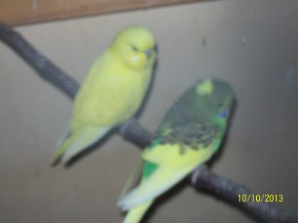 Verkaufe jungs Wellensittiche und neues Vogelzubehör