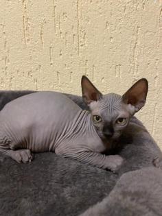 Sphinx-Elf Babykatzen