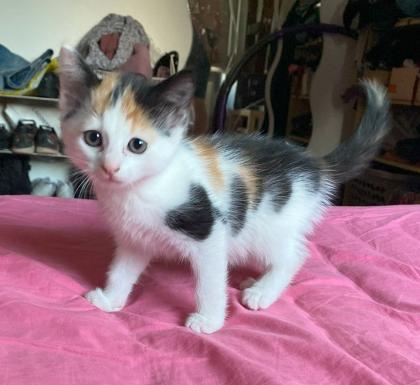 Rote Kater Glückskatze - stubenreine, menschenbezogene Katzenbabys