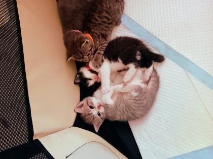 5 Katzenbabys zu verkaufen