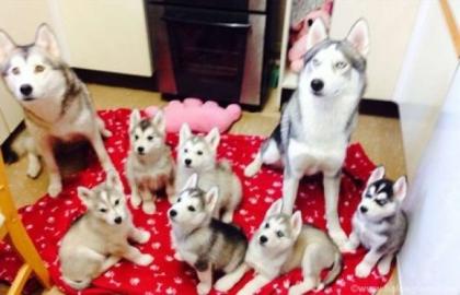 Unsere Siberian Husky Welpen sind da