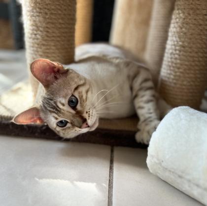 Snow Bengal Siam Kitten