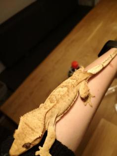 2. 1. 0 Neukaledonische Kronengeckos crested gecko 1 Weibchen 2 Männchen