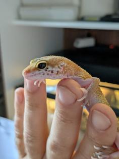 Leopardgeckos / Geckos aus Rostock