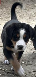 Schweizer Sennenhund Welpen