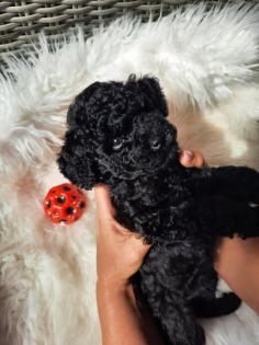 Goldendoodle Mini / Medium Welpen