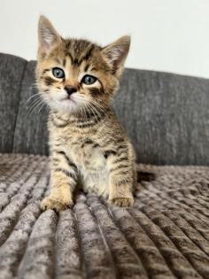 BKH Kitten Mix