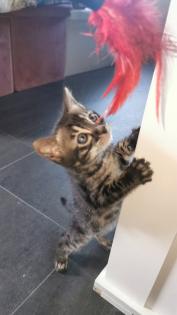 Süsse Bengal Kitten mit Stammbaum