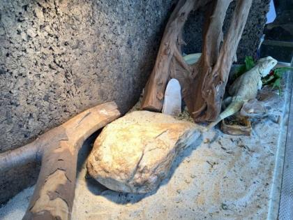 2 Bartagamen männl. und weibl. Terrarium Zubehör Deko VB