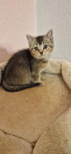 BKH Kitten suchen ein liebevolles neues Zuhause