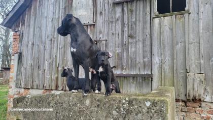 Saupackerwelpen Doggenmix Cane Corso Italiano
