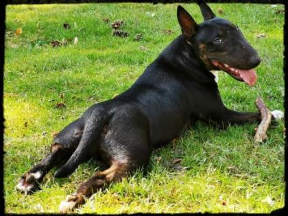 Miniatur Bullterrier Welpen