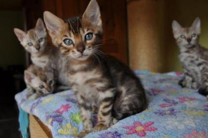 Bengal Kitten aus liebevoller, langjähriger Zucht in Snow sowie klassisch black