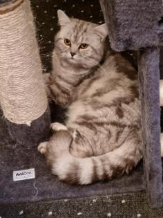 Bkh Deckkater Black Silber Tabby classic