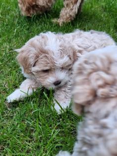 Süße Maltipoo Welpen