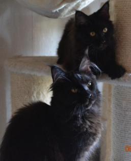 Reinrassige Maine Coon in blue und black