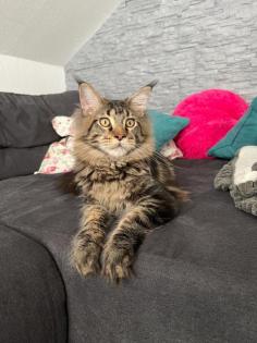 Maine Coon Deckkater mir Stammbaum