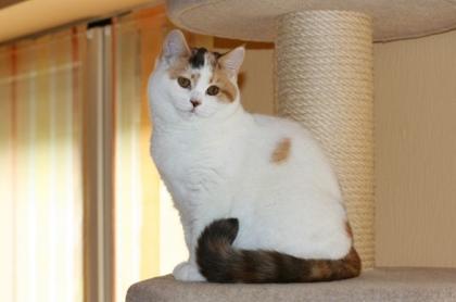 BKH Katze - 4 Monate