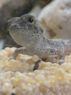 Pristurus carteri Dhofar Skorpionschwanzgeckos