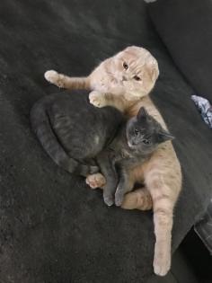 Scottish fold Kitten britisch Kurzhaar Bkh