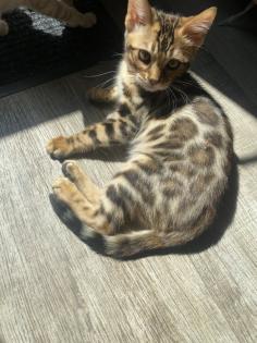Bengalkitten m/w sofort auszugsbereit