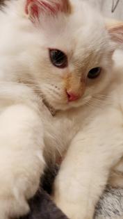 Edel, Traumhaft und Schönheiten Kitten / Ragdoll Neva Masquarade.