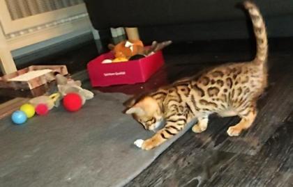 Bengalkitten 9. Woche