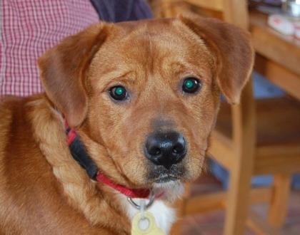 Charly/Dackelmix/ca. 2 Jahre