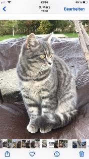 BKH Mix Katze Lucy vermisst