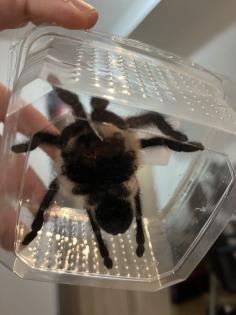 Blaue Jemen-Vogelspinne Monocentropus balfouri