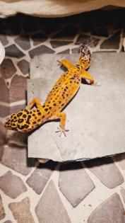 Leopardgecko NZ