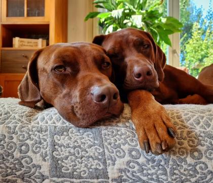 Pigmentstarke Livernose Rhodesian Ridgeback Welpen
