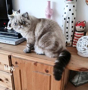 3 Exotic-Shorthair Kastraten