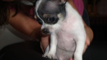 Ich bin Chico, ein Minichuahua und bereit zur Deckung.