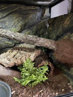 1. 0 Python Regius Deep Purple Passion pos HGW