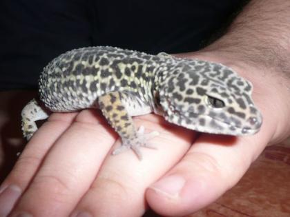 1. 0 Mack Snow Leopardgecko von 2021 abzugeben