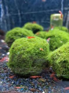 Red fire Neocaridina Garnelen fürs Aquarium Fische Krebse