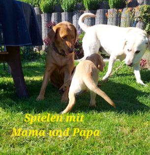 Unsere süßen Labrador Welpen