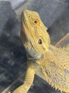 Bartagame 1 Jahr alt