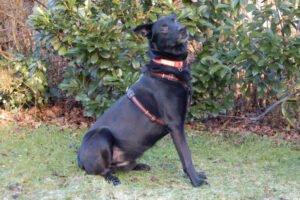 BLACK CONAN - Mischling, männlich, 4 Jahre, 60 cm, 30 kg, Gechipt, Kastriert