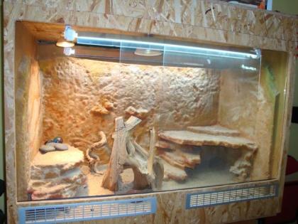 Zwergbartagame Terrarium Zubehör